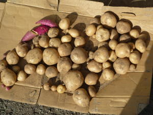 秋ジャガイモ